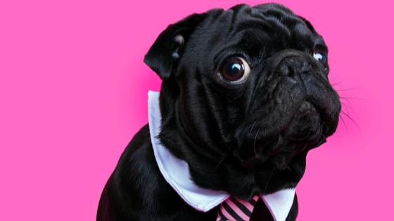 Black pug against a fuschia background. He is wearing a white collar and striped tie and looking at you with puppy dog eyes.